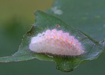 Harvester caterpillar beginning to pupate